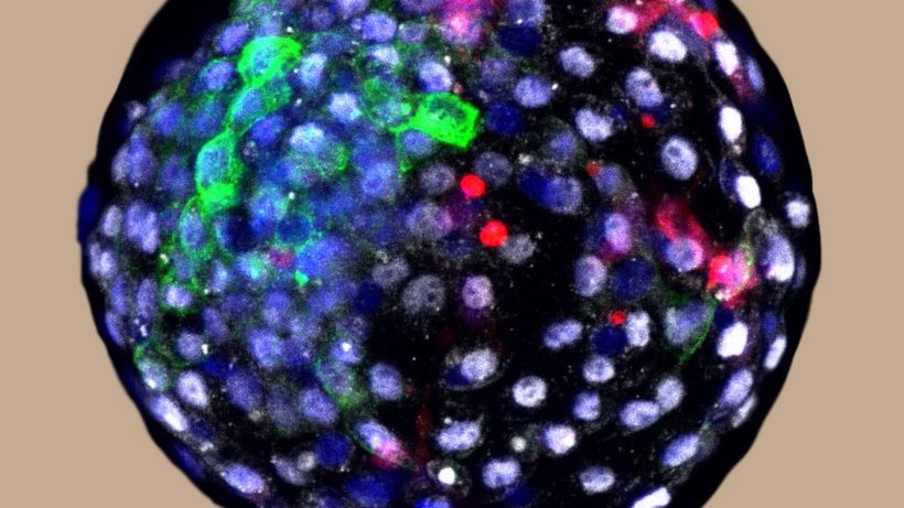 Human cells grown in monkey embryos spark ethical debate