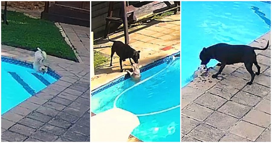 博美犬掉进泳池　斗牛梗勇救同伴获表扬