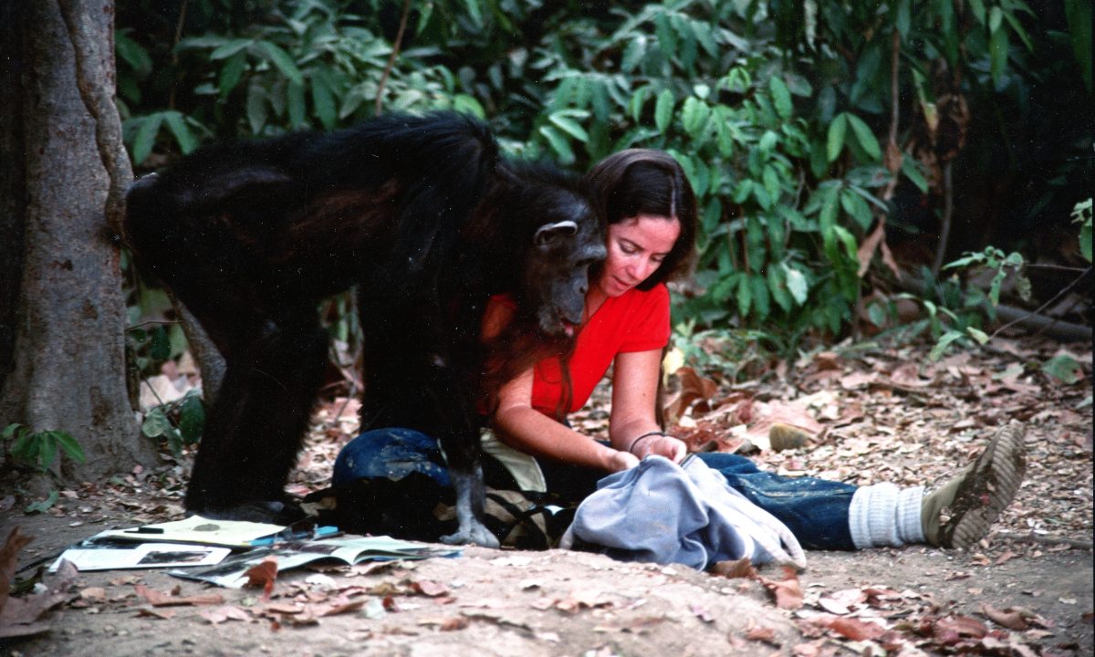 Was Lucy the Human Chimp killed by poachers? All we know
