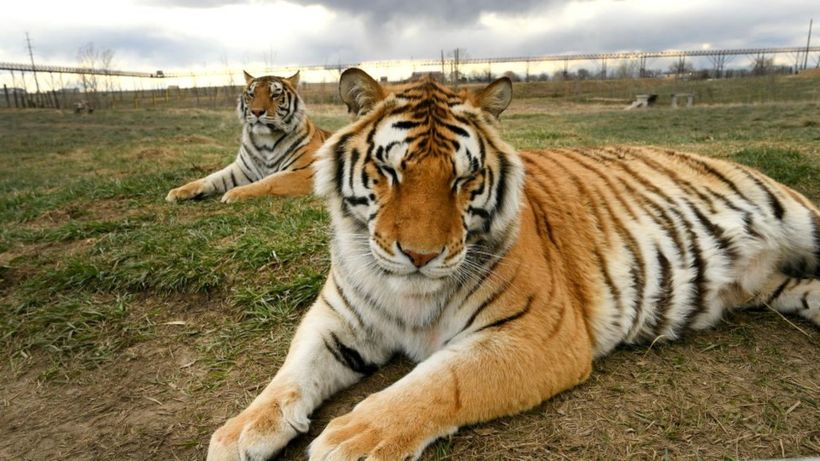 Big cats: US senators seek ban on private ownership of lions and tigers