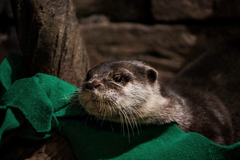 不只一只！美国乔治亚水族馆水獭 验出冠病阳性