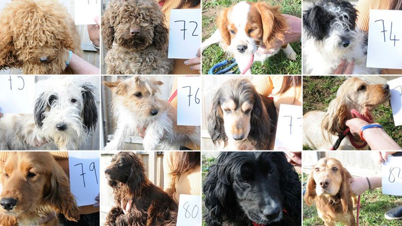 Ipswich dogs raid: Images released in bid to find owners