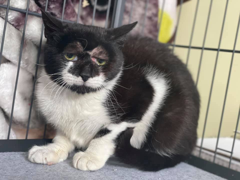 New Jersey Cat with 'Funky' Face Looking for a Home: 'He's Extra-Cute Exactly the Way He Is'