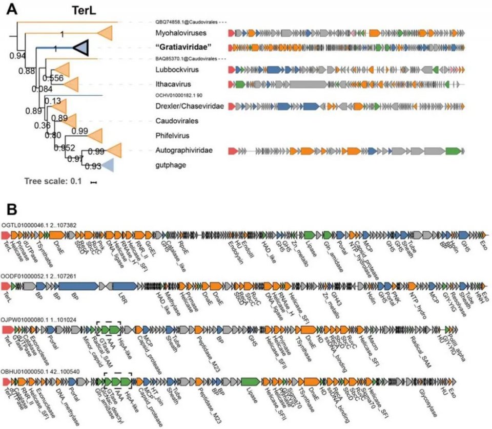 科研 | Microbiome：基于全群落的人类肠道宏基因组发现数千个未知噬菌体