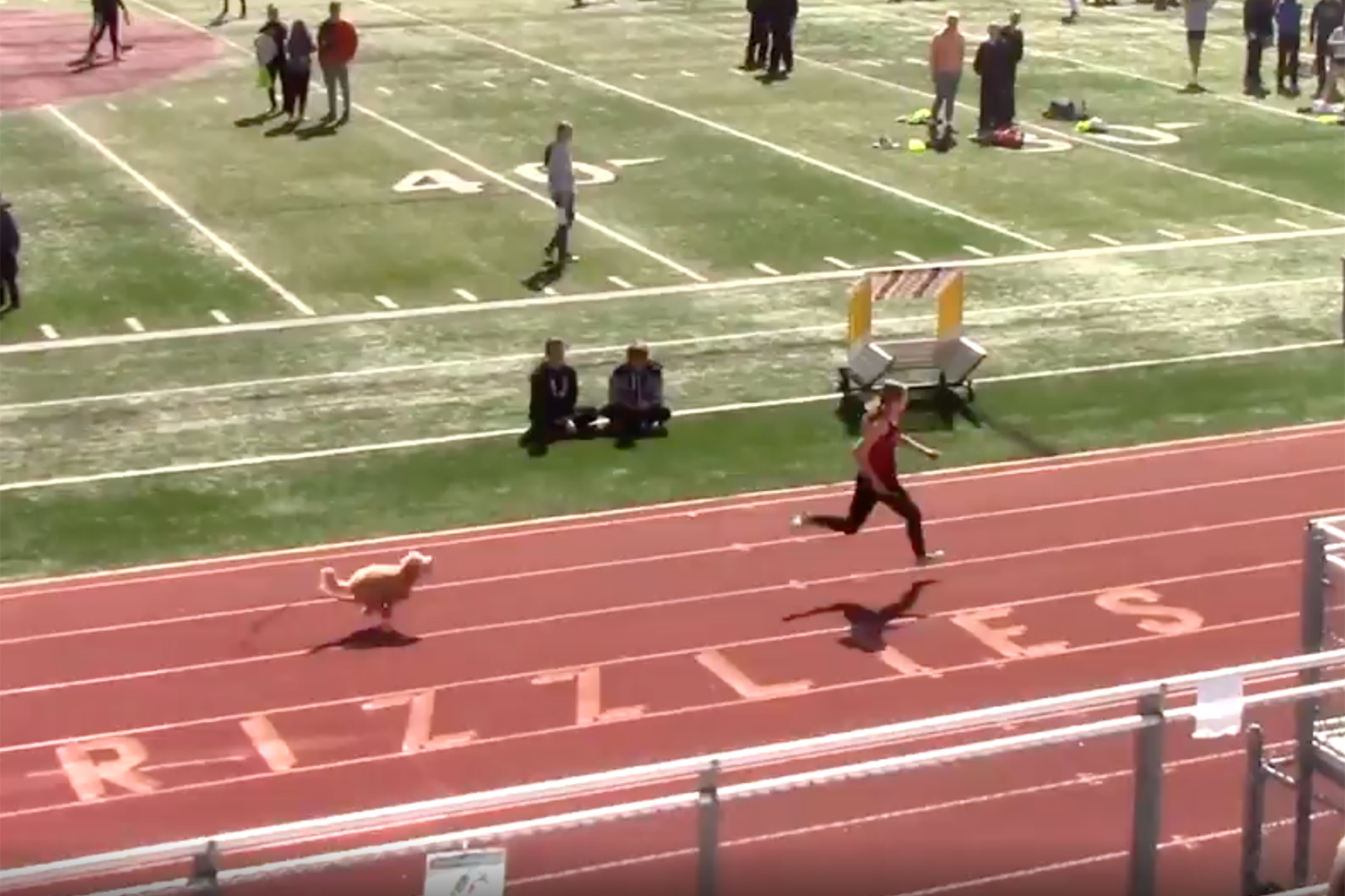 Watch a Speedy Dog Interrupt a Utah Track Meet and Beat All the Runners to the Finish Line