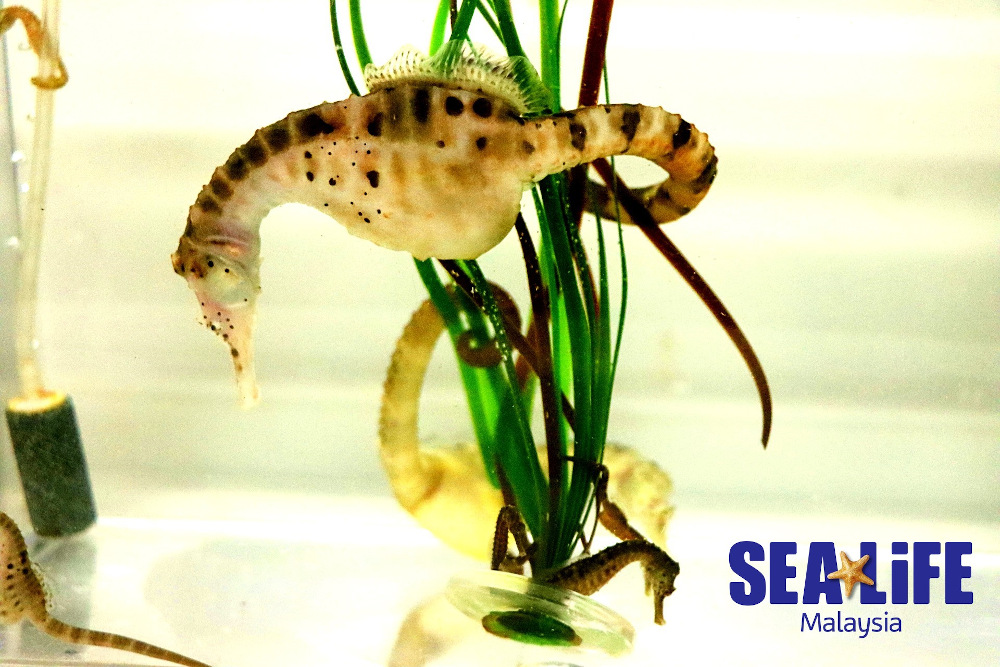 Sea Life Malaysia and Aquaria KLCC mark first animal exchange with endangered pot-bellied seahorses