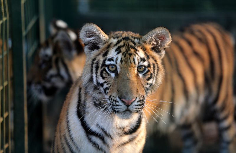 Siberian tiger attacks farm worker, batters car in northeastern China