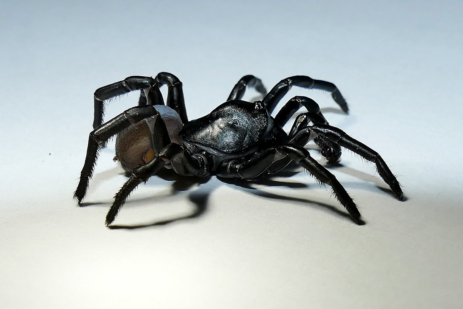 New Species of Venomous Spider That Ambushes Prey from Underneath 'Trap Door' Found at Miami Zoo