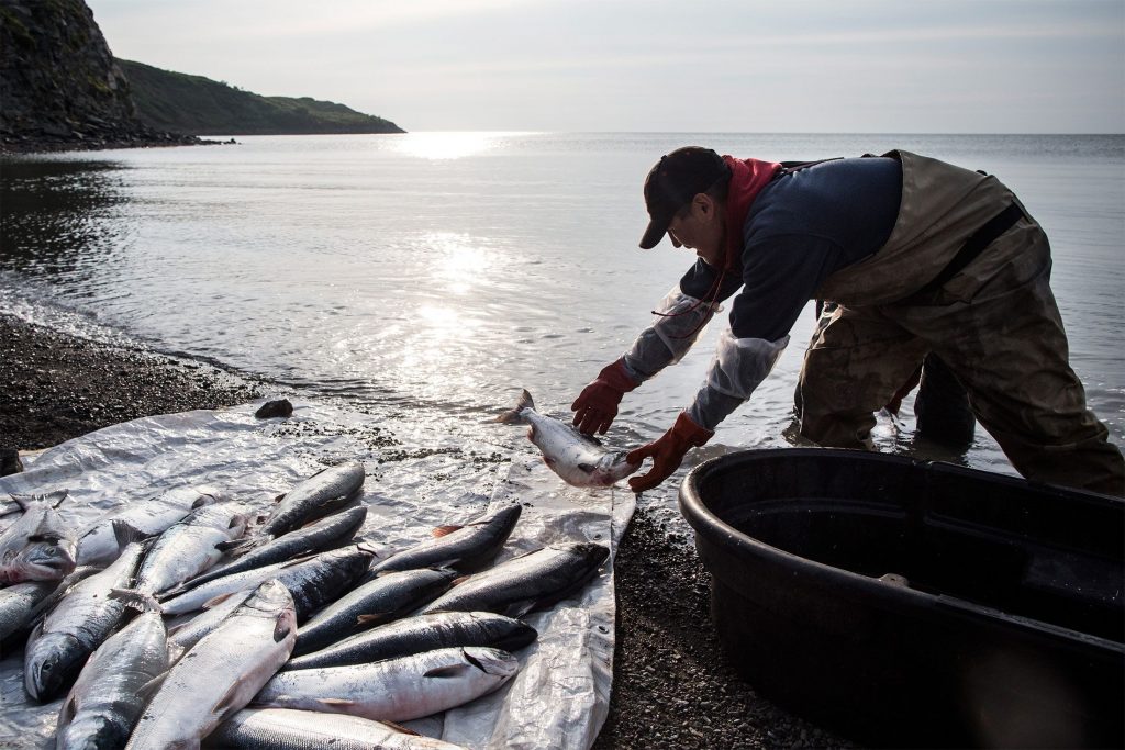 Salmon Have Shrunk So Much That Whole Foods Redid Its Guidelines