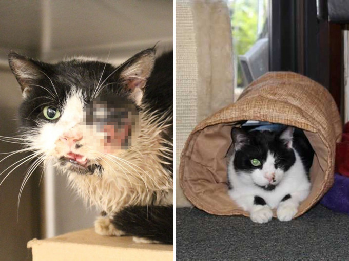 爱猫出车祸主人下葬5天后 竟如「丧尸猫」般爬回家