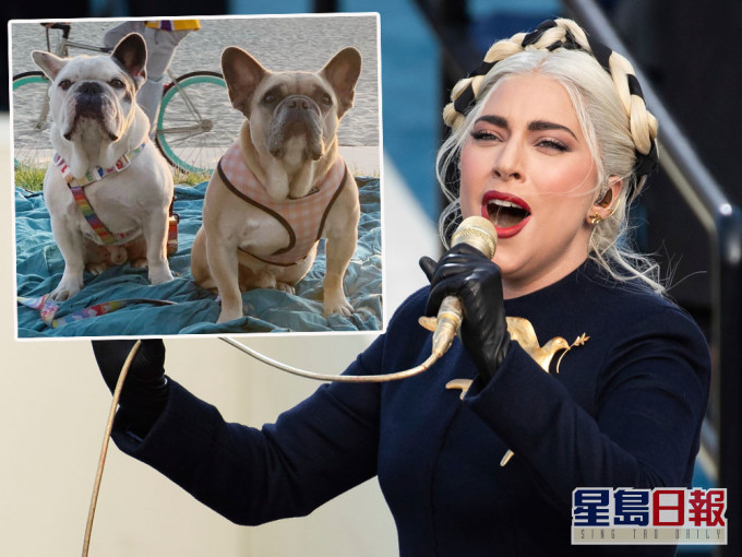 Lady Gaga斗牛犬被抢案5人被捕 其中1人自投罗网