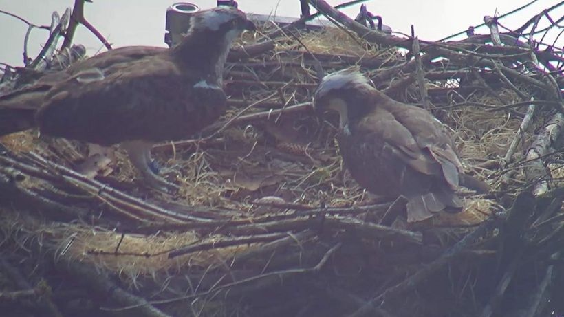 Ospreys' nesting platform cut down in 'horrific act of vandalism'