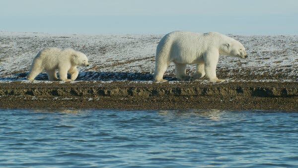 Adam Kolton, 53, Dies; Led Fight to Protect Alaskan Refuge