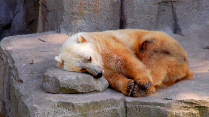 Polar Bear-Grizzly Hybrids 'Pizzly Bears' Explained | IE