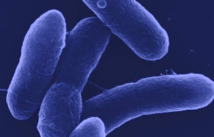 Team creates microbe to turn waste into useful chemicals