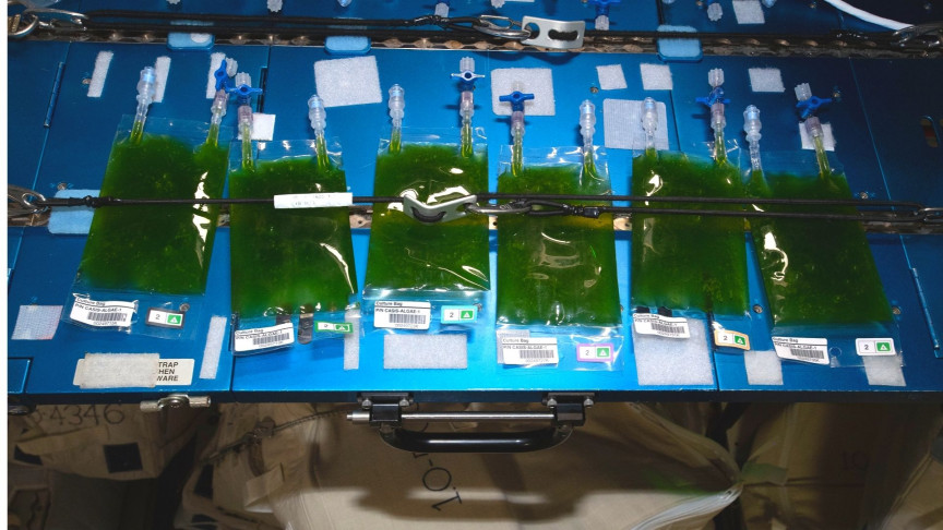 3D Printing Microalgae for Sustainable Energy on Mars | IE