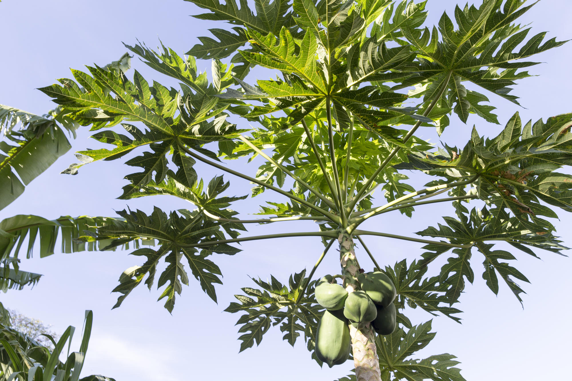 Man chopped down papaya tree thinking it was 'possessed by spirits'