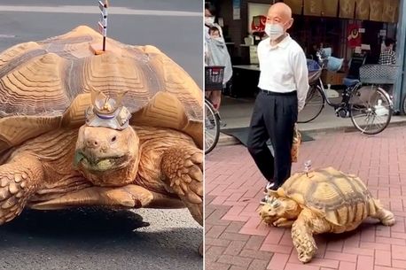 Meet Bon-chan, the 25-year-old celebrity tortoise famed for his long, slow walks