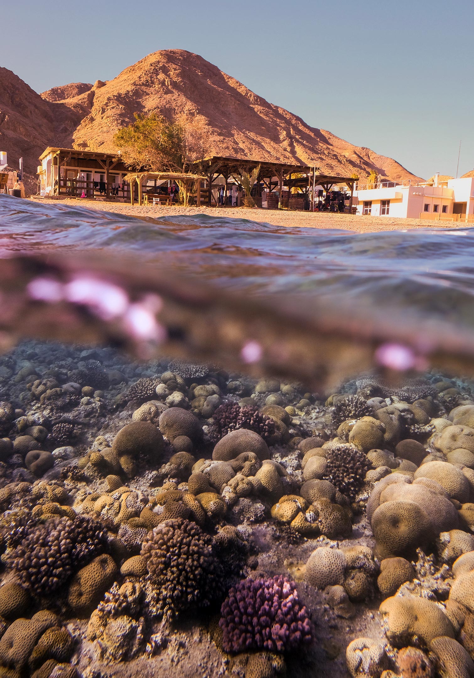 Climate Change Resilience: Northern Red Sea Corals Pass Heat Stress Test With Flying Colors