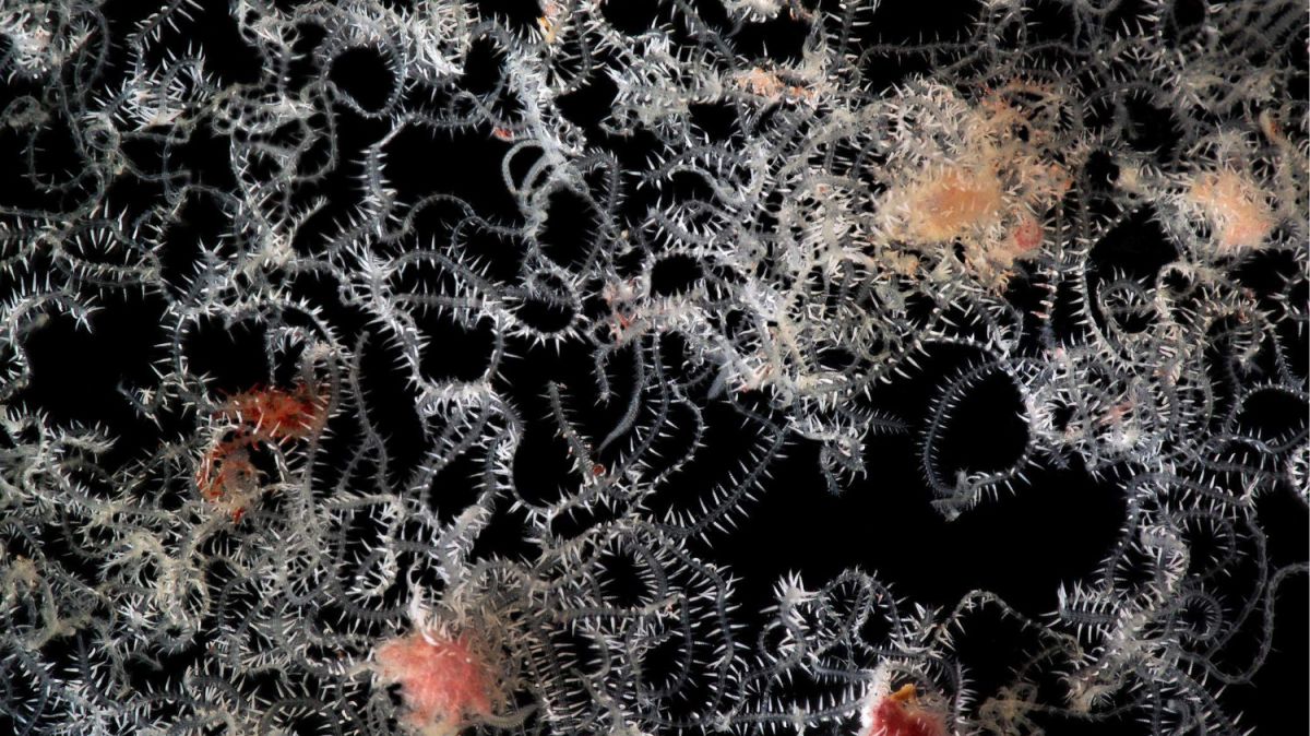 Meet the marine worm with 100 butts that can each grow eyes and a brain