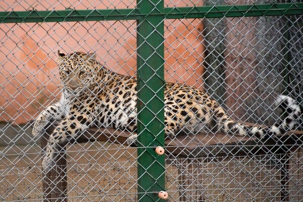 Was That a Giant Cat? Leopards Escape, and a Zoo Keeps Silent (at First).