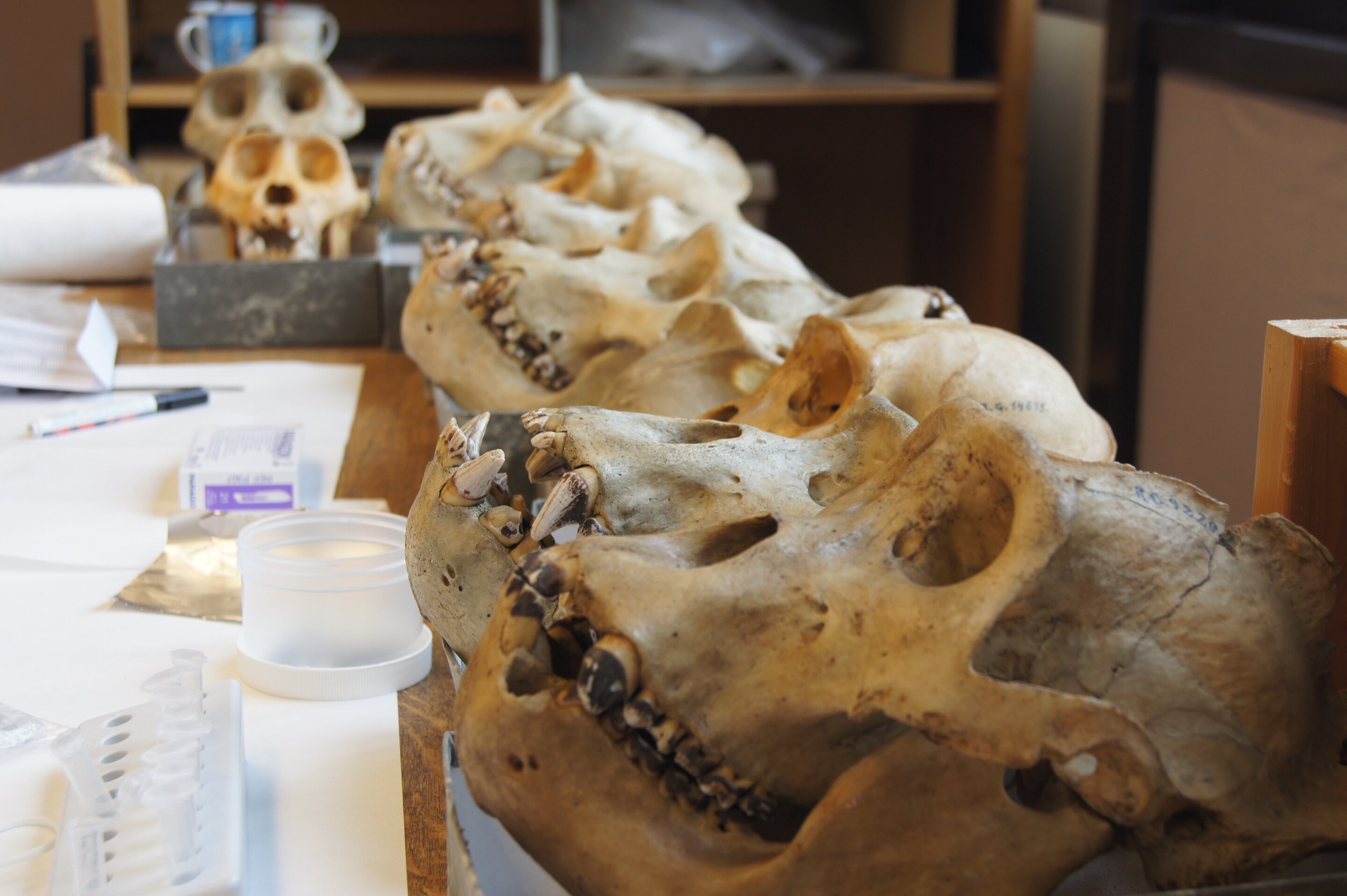 Researchers reconstruct the oral microbiomes of Neanderthals, primates, and humans