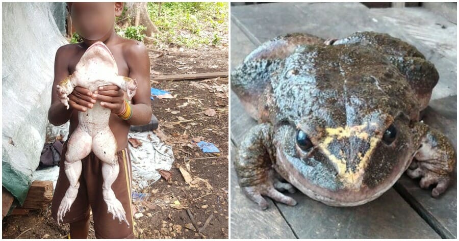 Giant Frog Said To Be ‘As Big As Human Baby’ Discovered In Solomon Islands