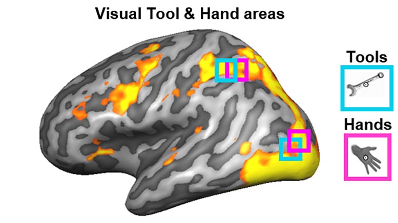 Scientists Read Minds to Understand How the Human Brain Controls Tool Use