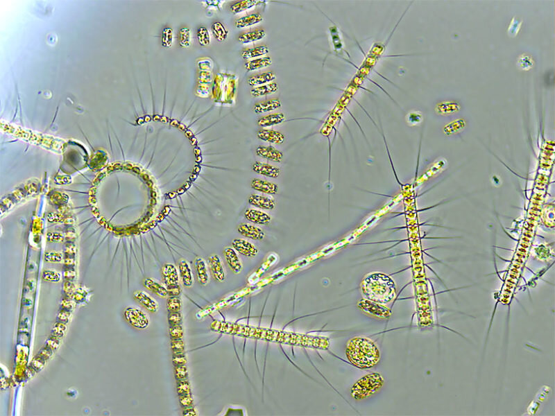 First worldwide view of a key phytoplankton proxy