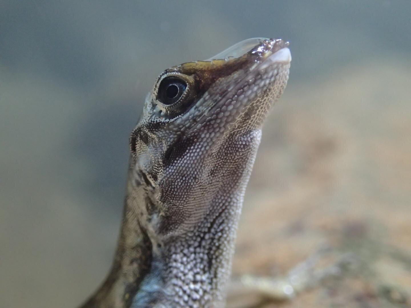 These lizards can breathe underwater thanks to air bubbles trapped on their skin