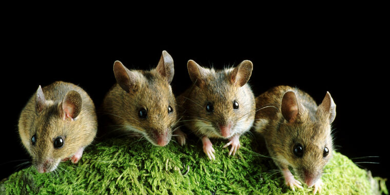 Researchers force two mice to hang out and induce FOMO in a third