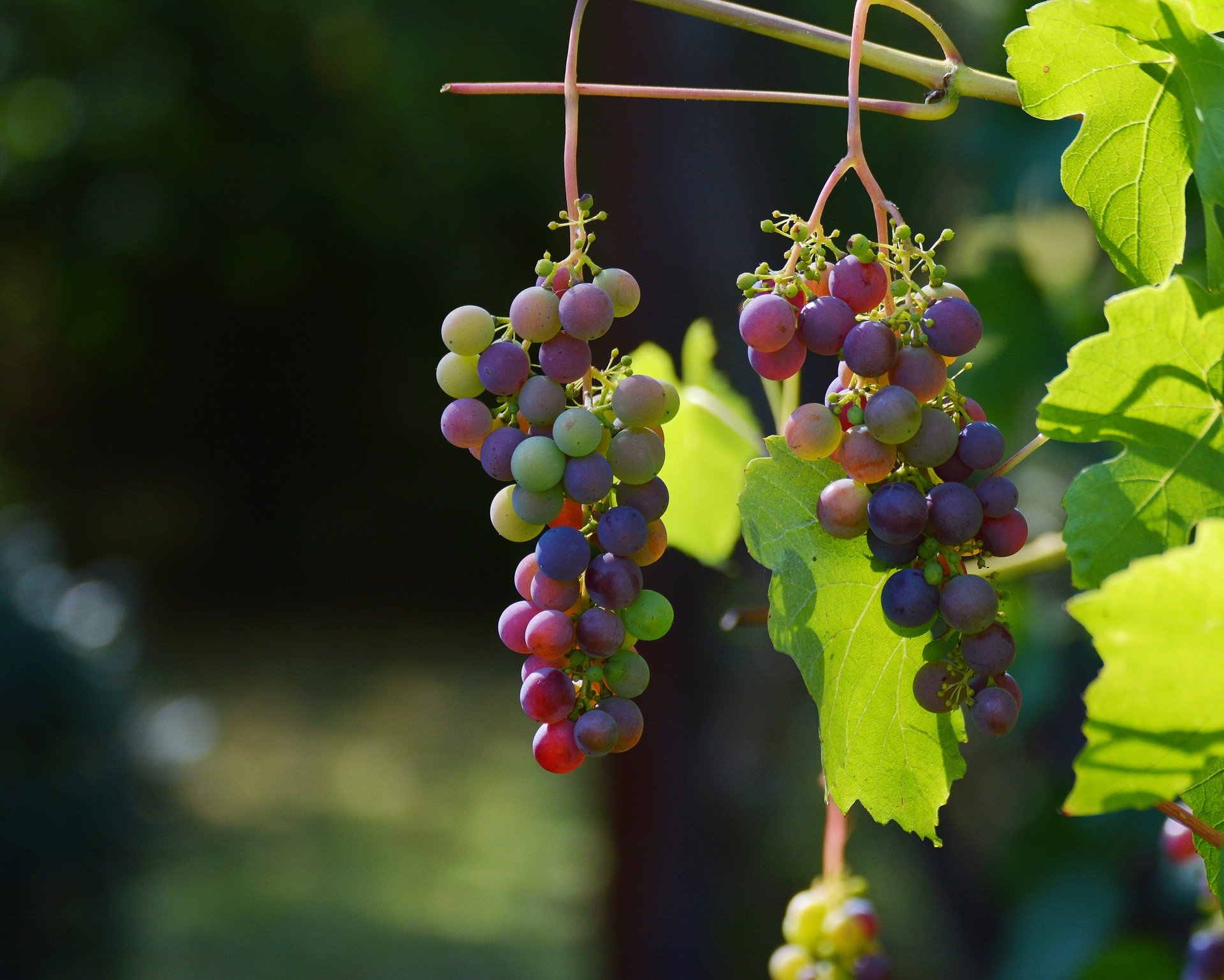 Grape genetics research reveals what makes the perfect flower