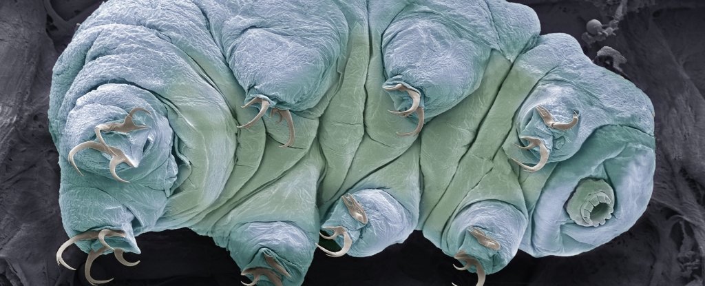 Scientists Fired Tardigrades Out of a Gun to See if They Can Survive Space Impacts