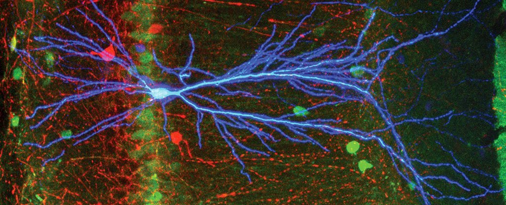 In Major Find, Scientists Catch Nerve Cells Send Information in The 'Wrong' Direction