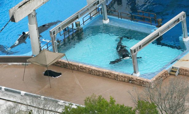 SeaWorld trainer's final moments as whale performed 'deep dive' with her body
