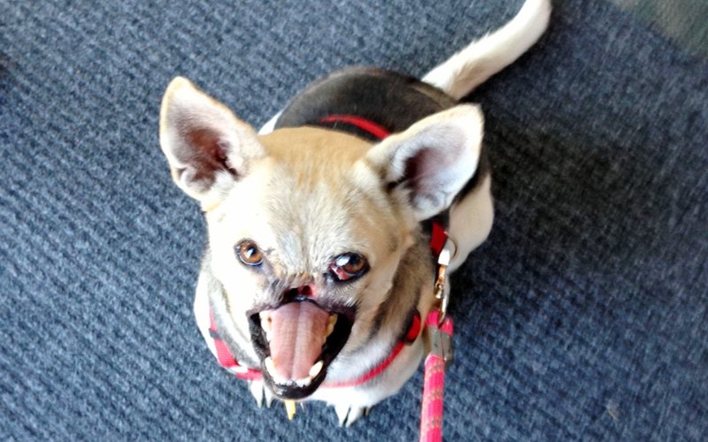 Tears as hero dog who saved lives of 2 girls, dies