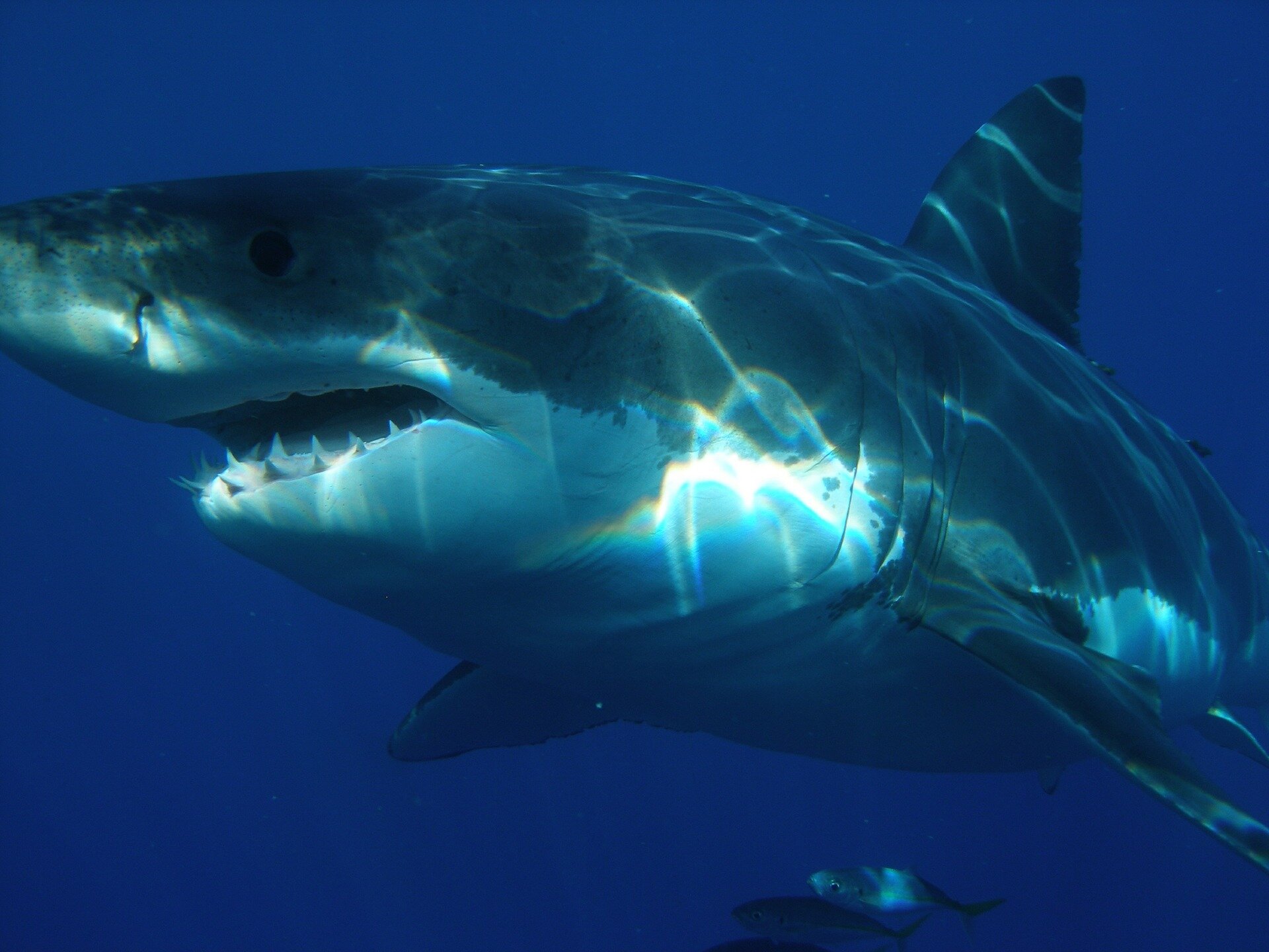 Great white shark numbers increasing off Northern California coast