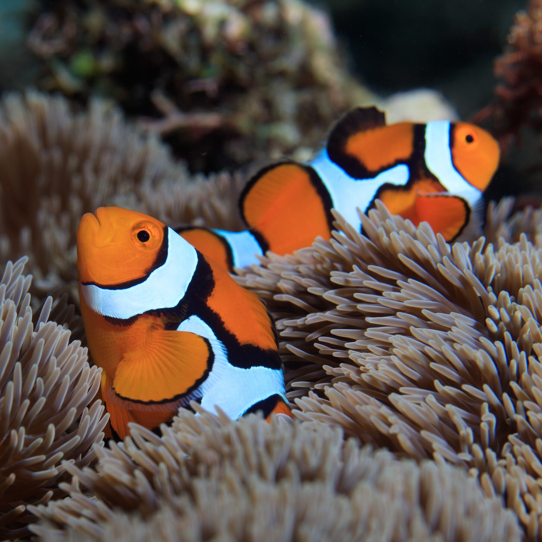 Distinctive white stripes in clownfish form at different rates depending on their sea anemone hosts