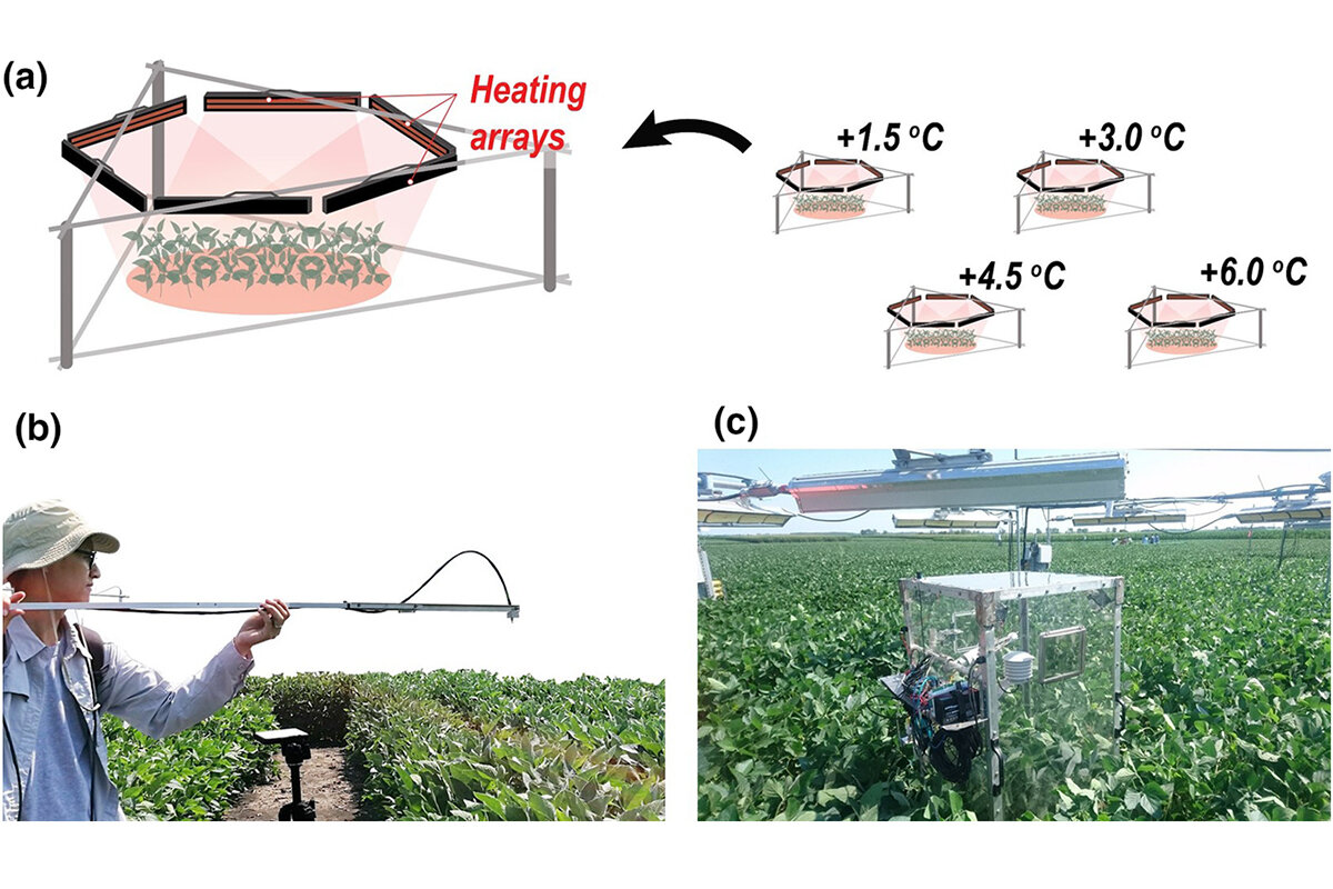 Study: Fluorescent light clarifies relationship between heat stress and crop yield