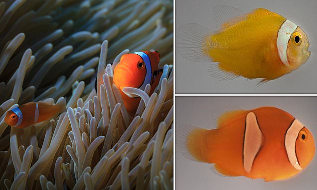 Nature: Clownfish develop stripes at different speeds depending on the sea anemone they live in