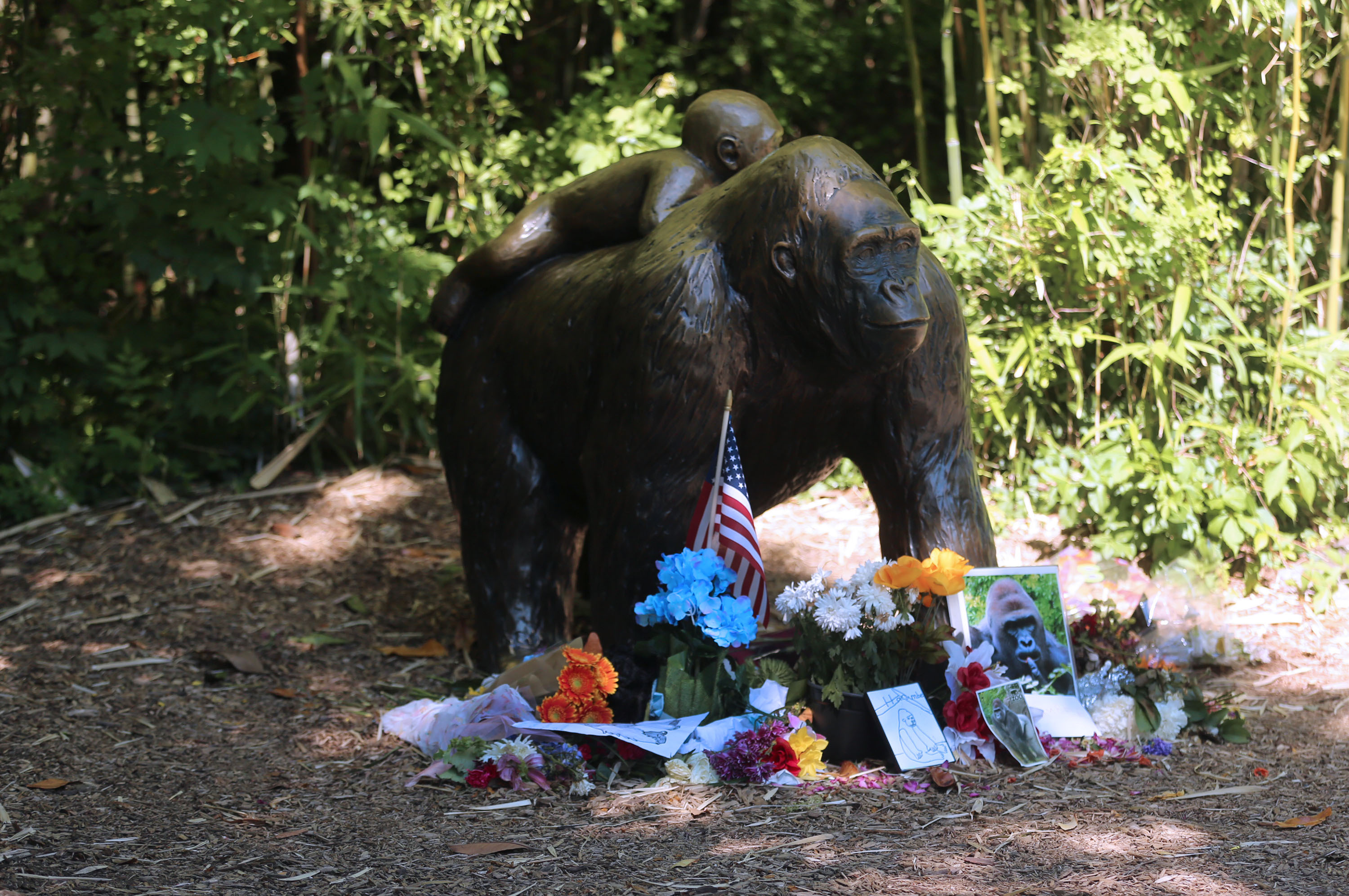 It's Been Five Years Since Harambe The Gorilla Was Killed At Cincinnati Zoo