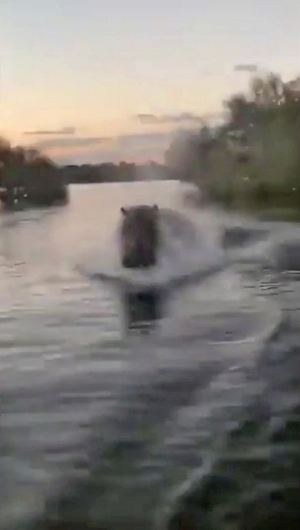 Terrifying video shows the moment a hungry hippo chases a boat full of tourists