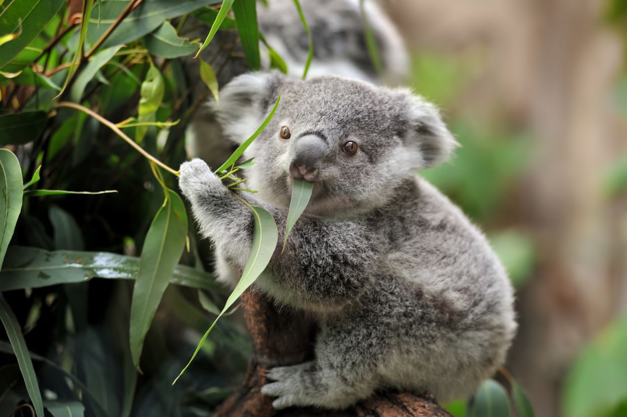Aussie researchers to test koala ‘facial recognition’