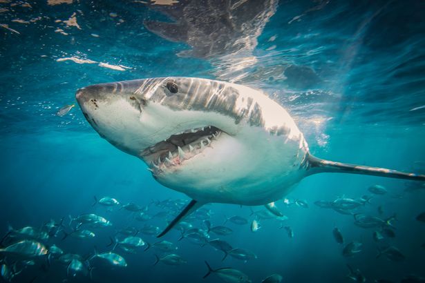 Mystery of couple left behind in shark-infested waters still missing 23 years on