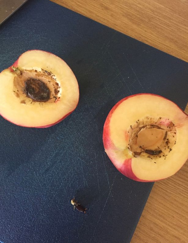 Woman left horrified and screaming after bugs found inside Sainsbury's nectarine