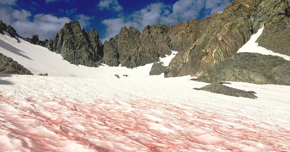Scientists Sequence DNA Found in Pink Snow That Covered Mountains