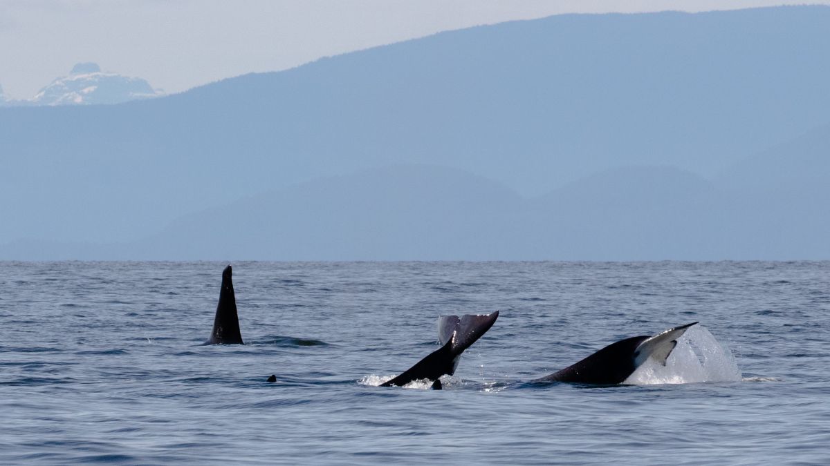 Orcas 'attacked' humpback mother and calf. Now the calf is missing.