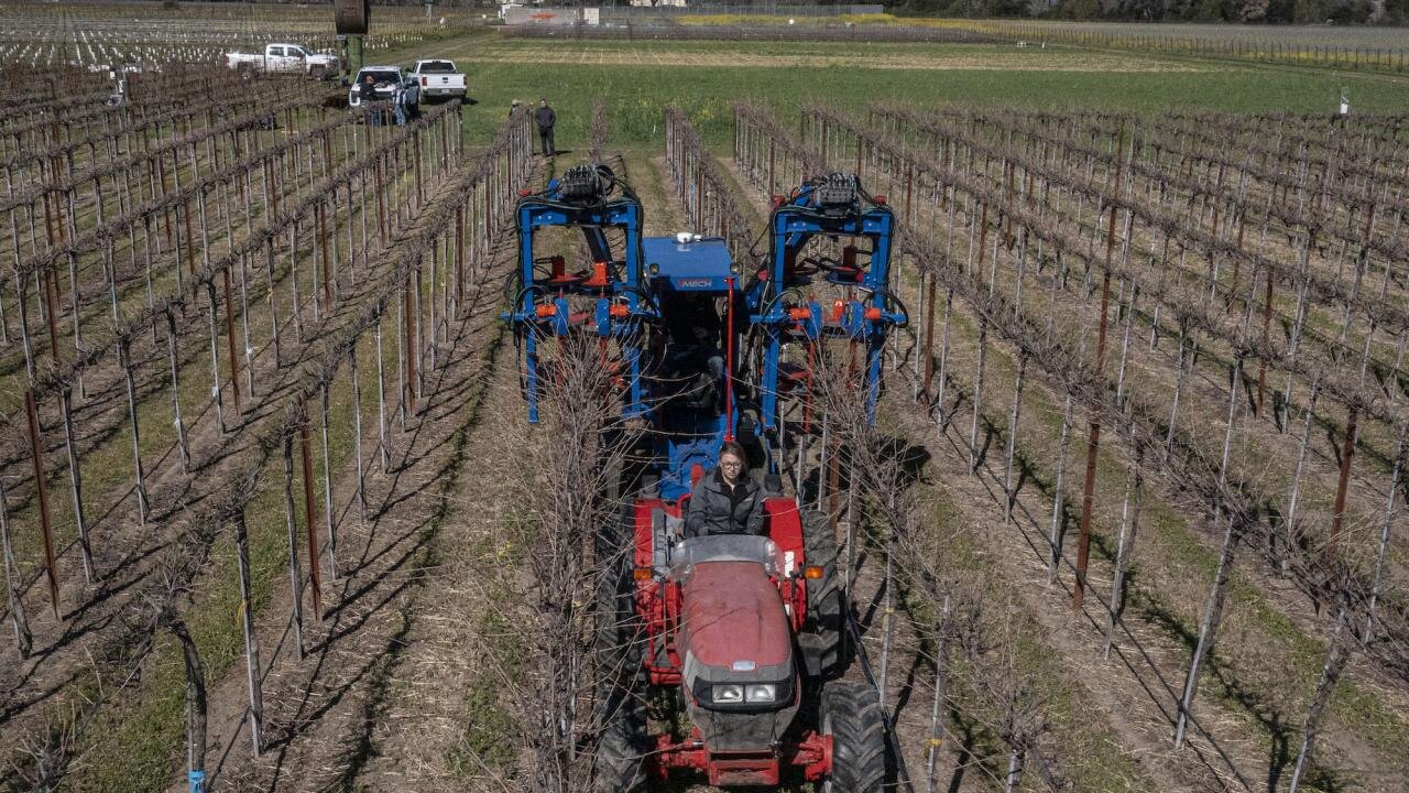 Machines can help wine grape industry survive labor shortage