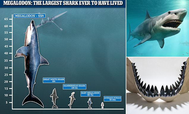 Giant Megalodon sharks were even BIGGER than previously thought and measured 'up to 65 FEET'