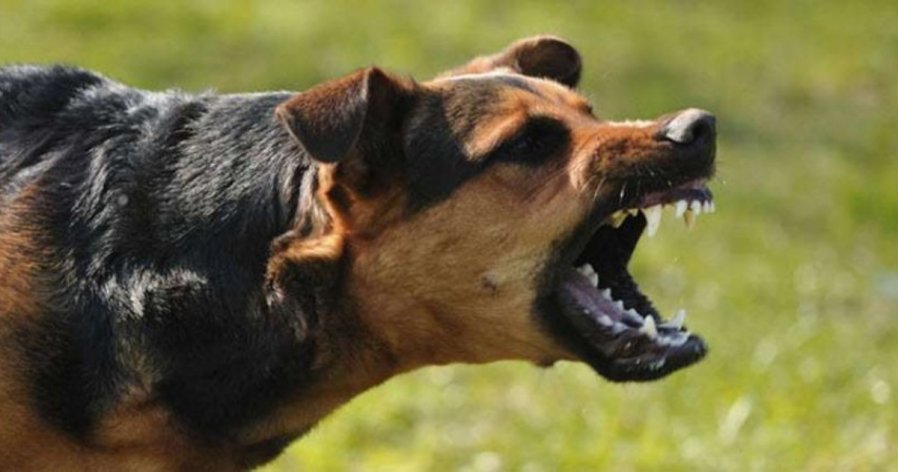 砂添1狂犬病死亡案例　累积35宗包括33人病故